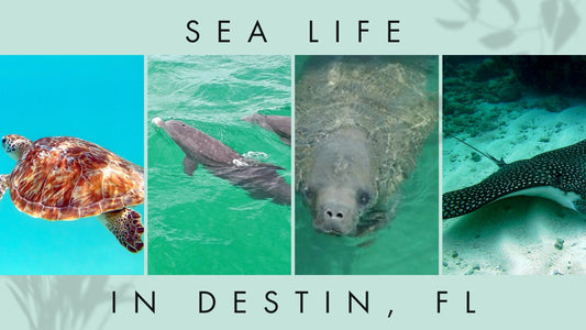 Exploring Destin's Rich Sea Life: A Dive into the Gulf of Mexico's Wonders