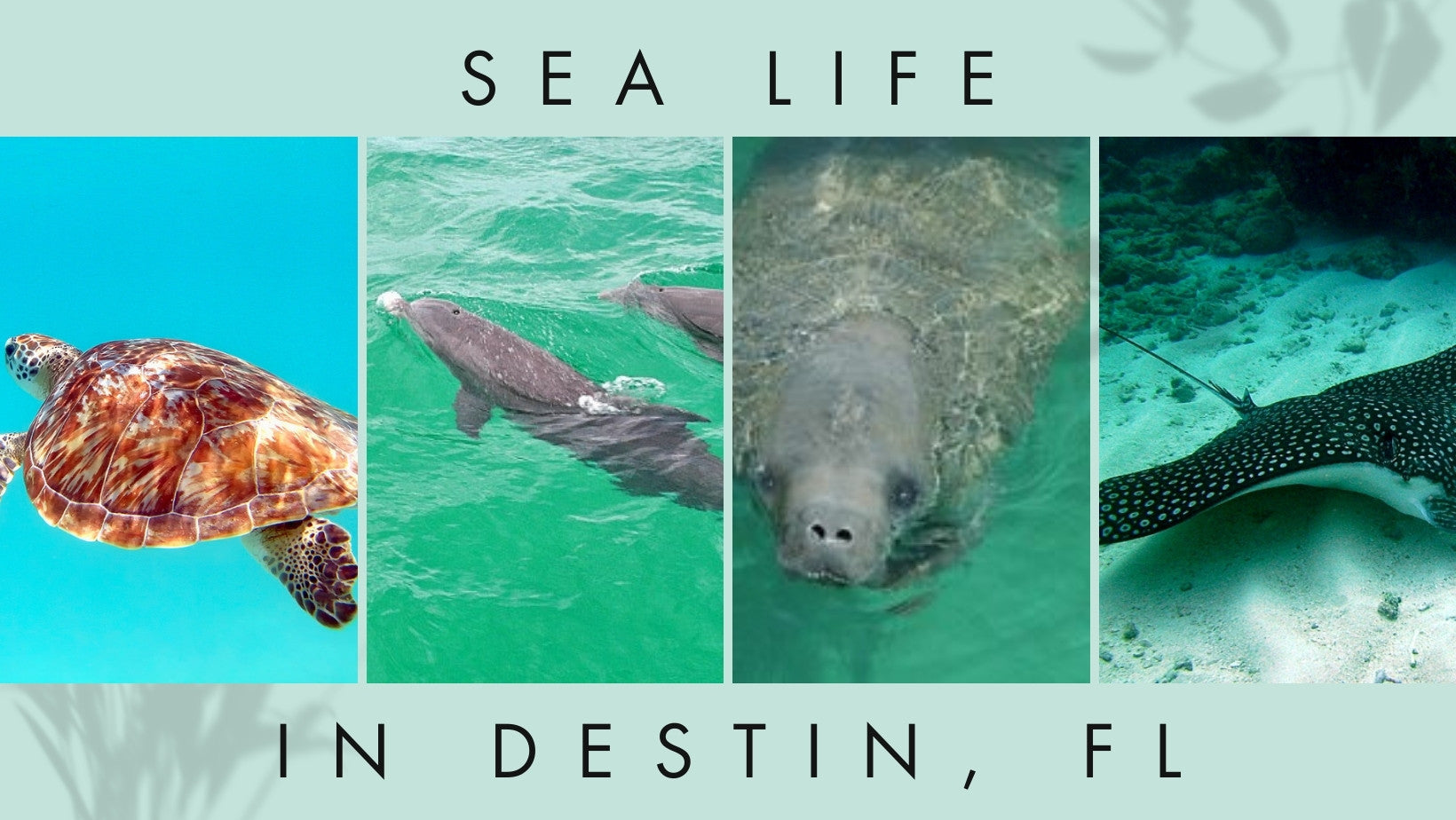 Exploring Destin's Rich Sea Life: A Dive into the Gulf of Mexico's Won ...