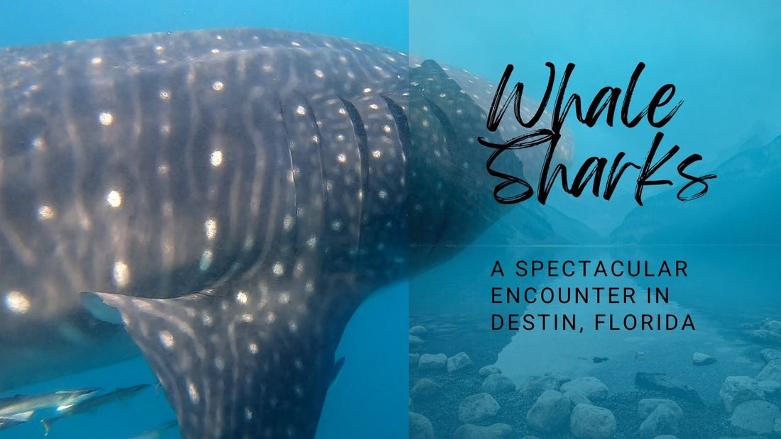 Whale Sharks Take Center Stage: A Spectacular Encounter in Destin, Florida