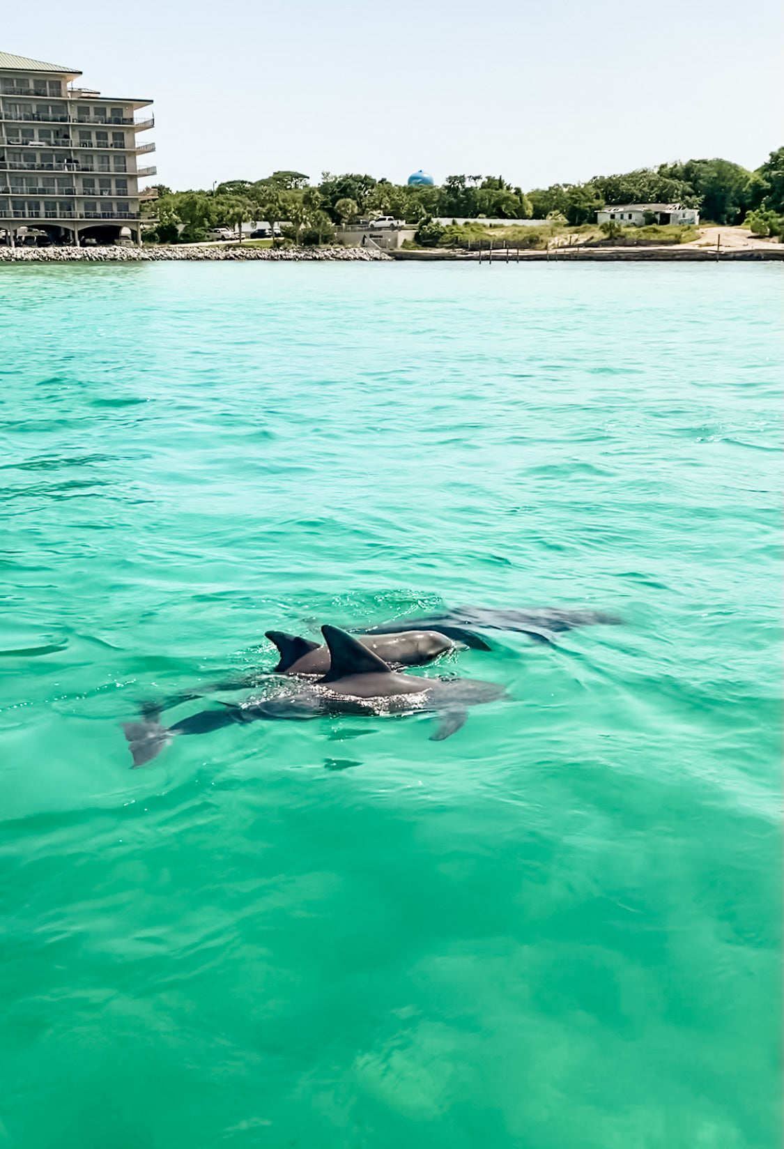Three Dolphins in Destin Florida - Destin Crab Island Adventures